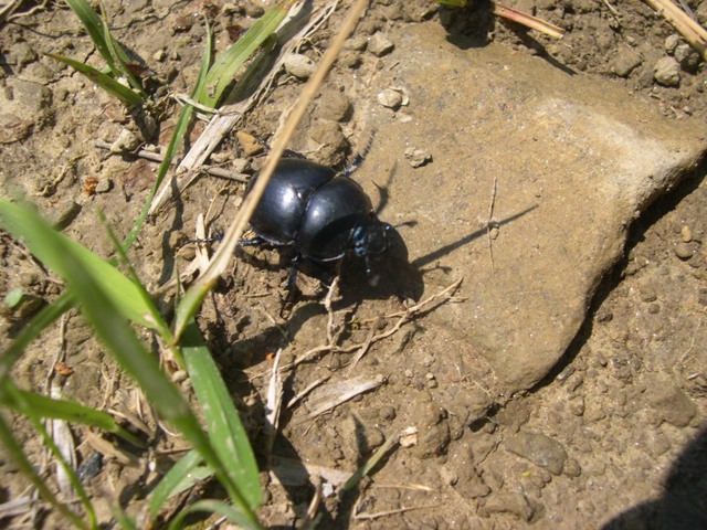 Coleottero? Trypocopris vernalis